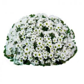 Smuteční kytice KR5 - chryzantéma